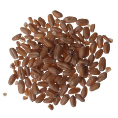 psenica